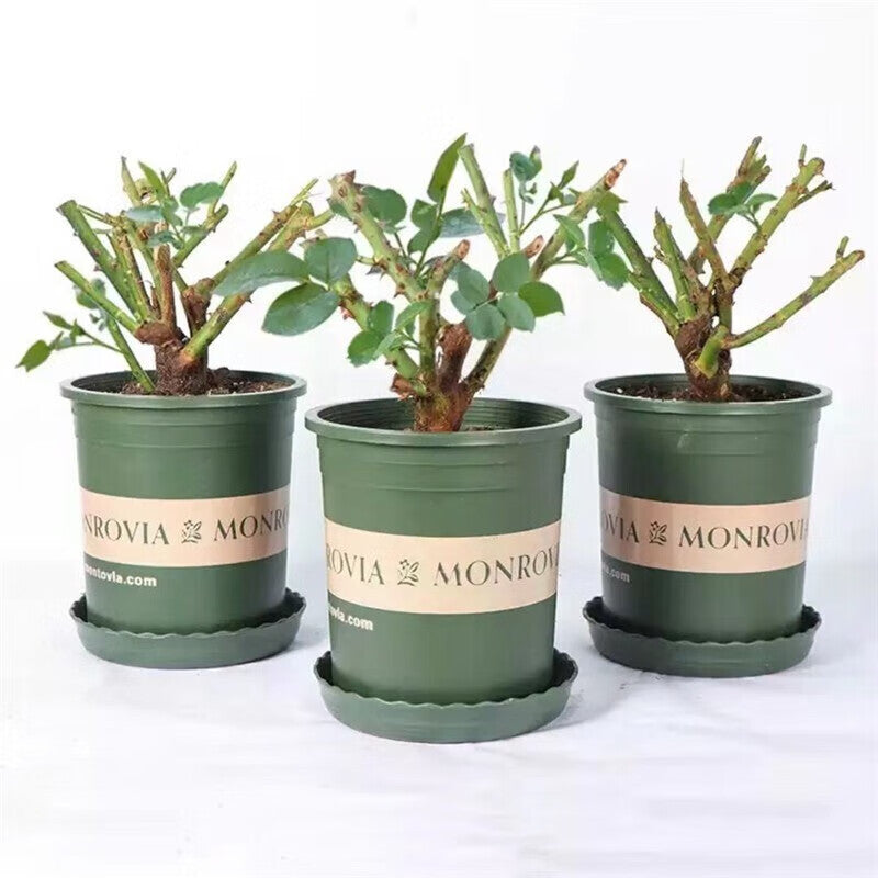 1 Old-Stock Seedling of Scottish Green Rose, Ideal for Garden Landscaping
