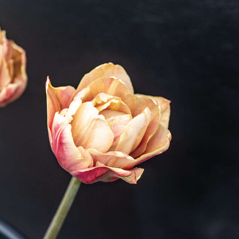 Neekseed garden- The Epoque Tulip Bulbs Johnny's Selected – Soft Lilac Blooms With Art Nouveau Ruffles For Parisian Salon Replicas And Belle poque-Themed Film Sets