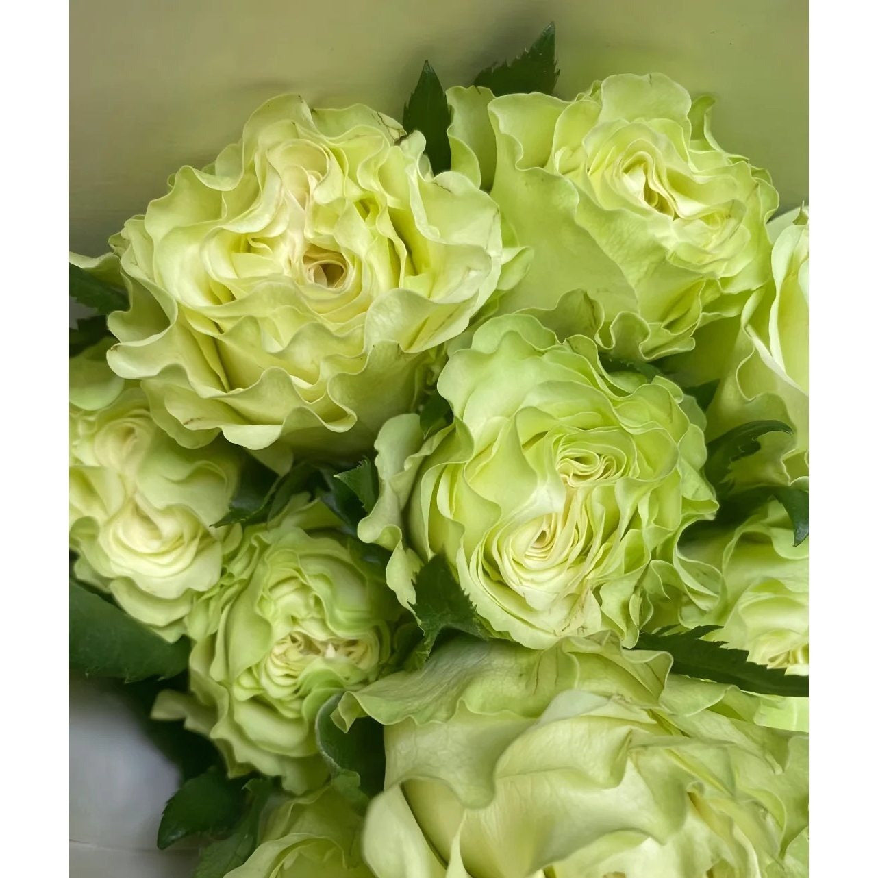 1 Old-Stock Seedling of Scottish Green Rose, Ideal for Garden Landscaping