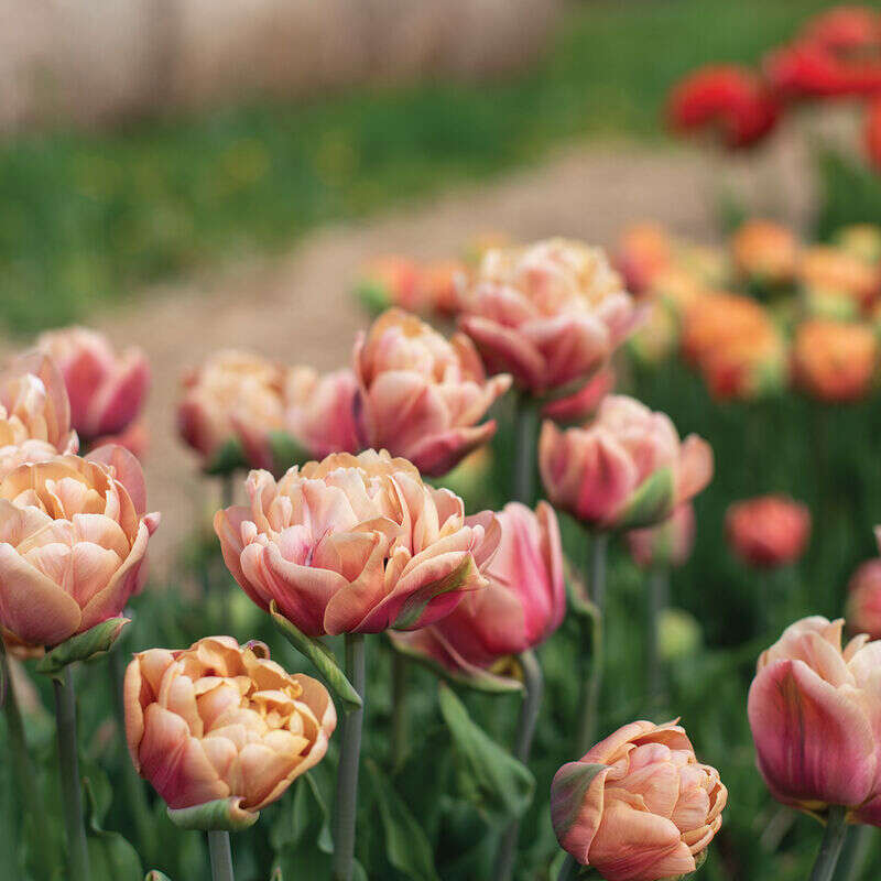 Neekseed garden- The Epoque Tulip Bulbs Johnny's Selected – Soft Lilac Blooms With Art Nouveau Ruffles For Parisian Salon Replicas And Belle poque-Themed Film Sets