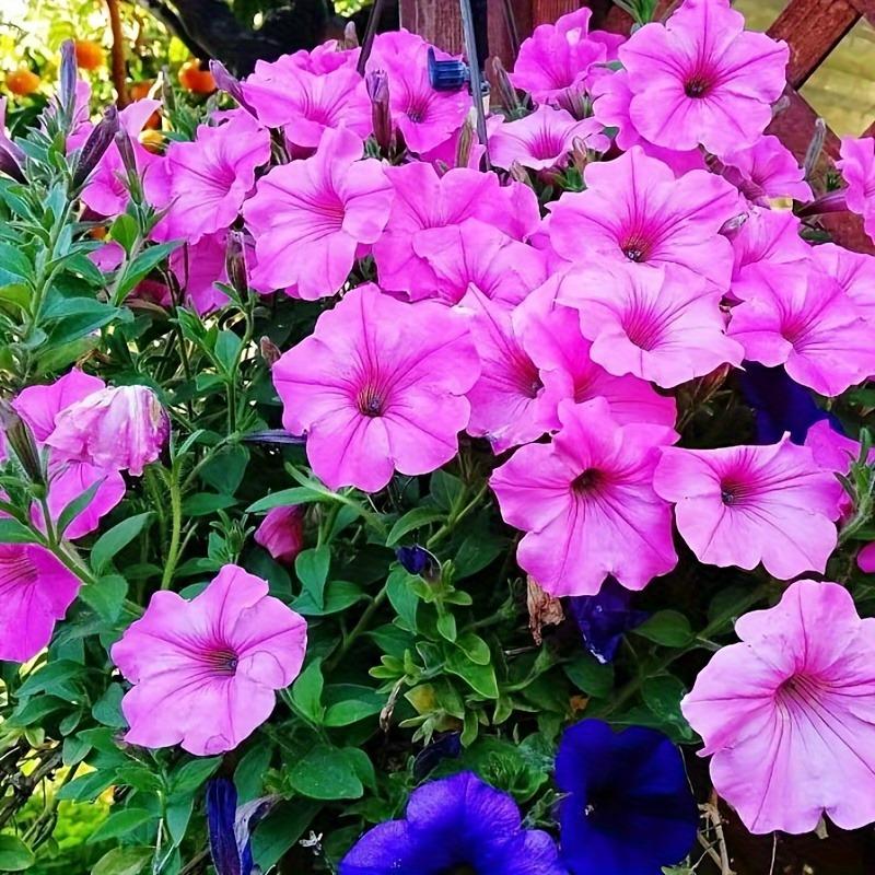 200pcs SevenColor Petunia Seeds Indoor Balcony Potted Perennial Hanging Baskets Easy Planting Blooms all year round