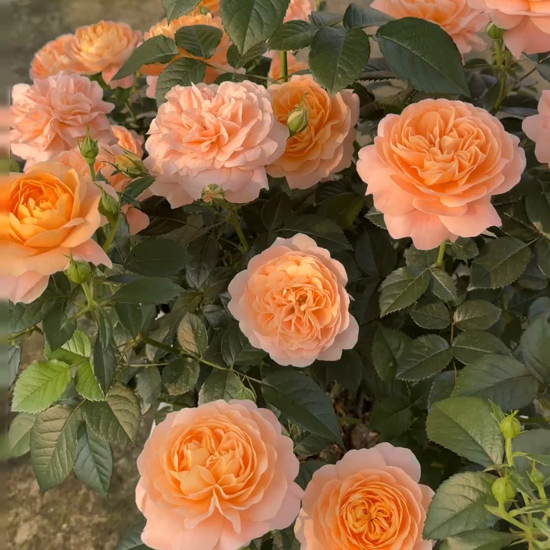 Premium Orange Juice Balcony Rose Established Seedling (Not Seed!)