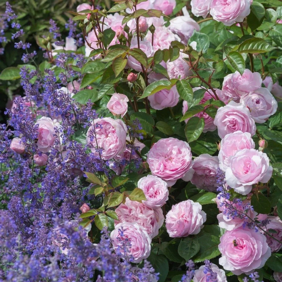 Premium Olivia Rose Old Stock Seedlings (NOT Seeds!) Early Blooming & High Yield!