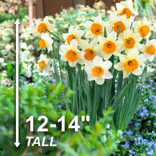 50 Narcissus Daffodil Bulbs (Not Seeds), 16\u002F18cm Large Size Bulbs