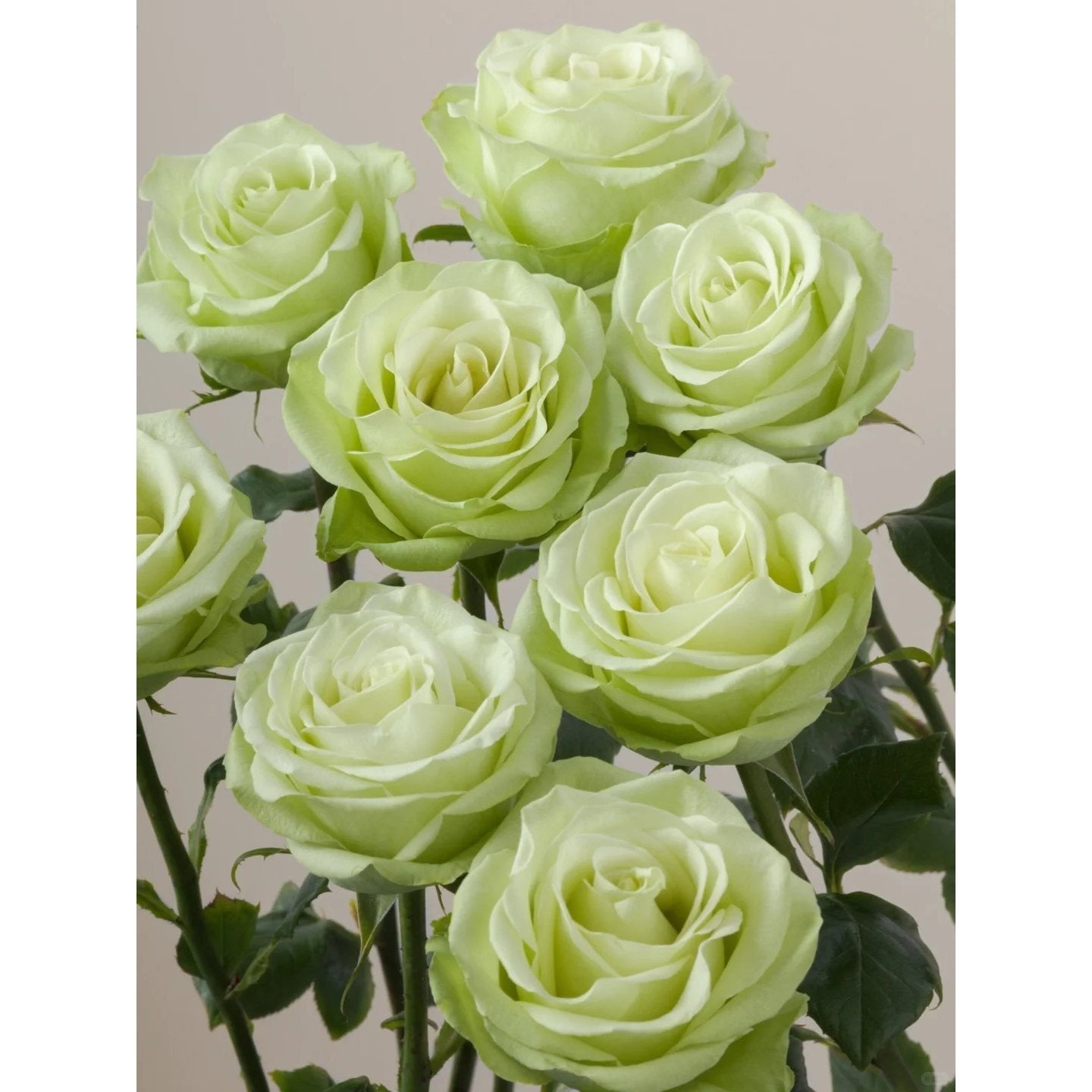 1 Old-Stock Seedling of Scottish Green Rose, Ideal for Garden Landscaping