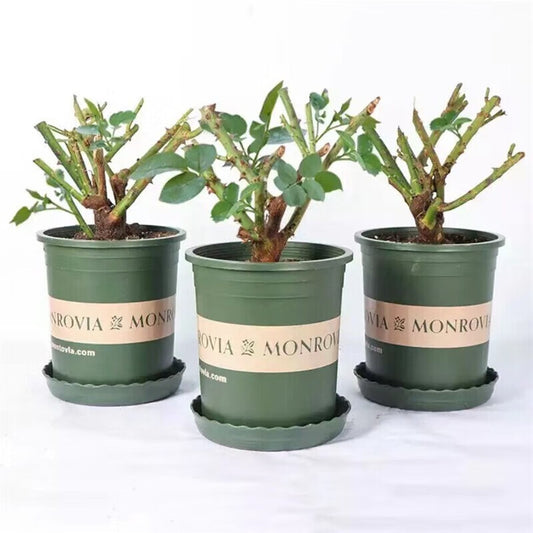 1 Old-Stock Seedling of Scottish Green Rose, Ideal for Garden Landscaping