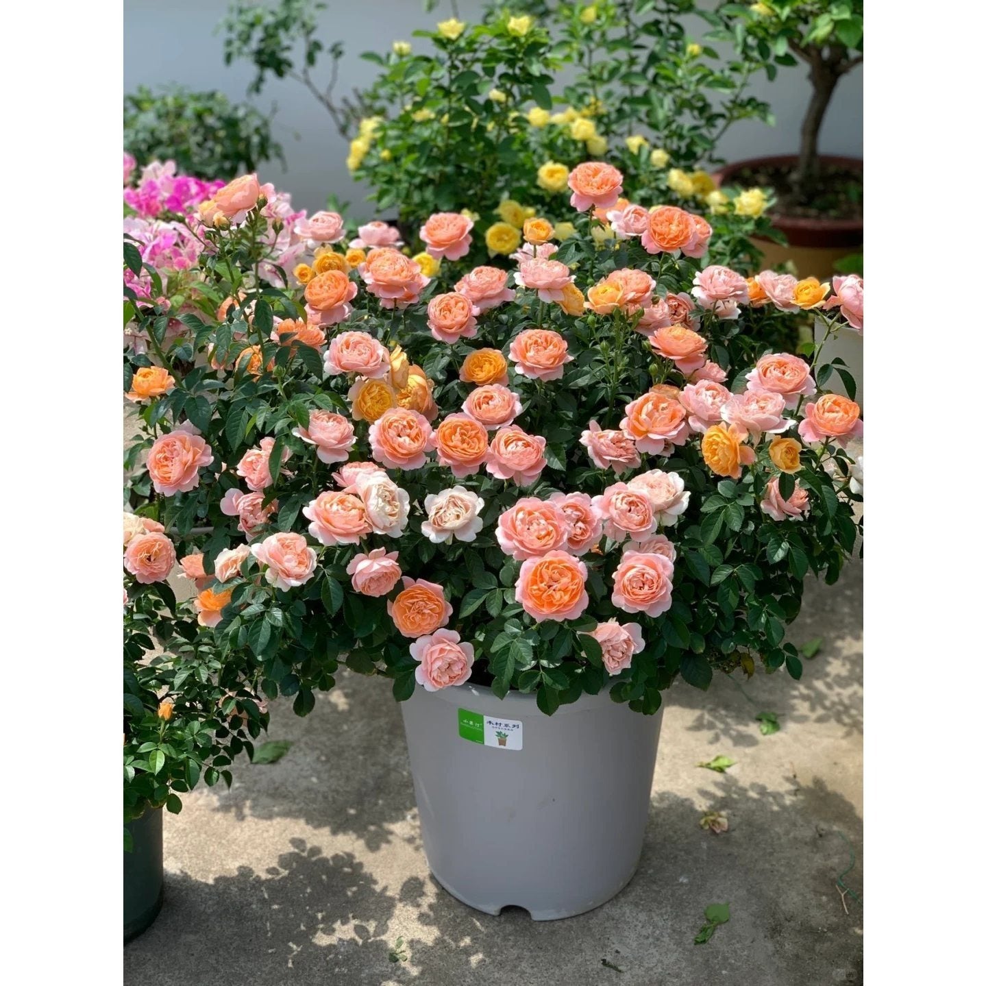 Premium Orange Juice Balcony Rose Established Seedling (Not Seed!)