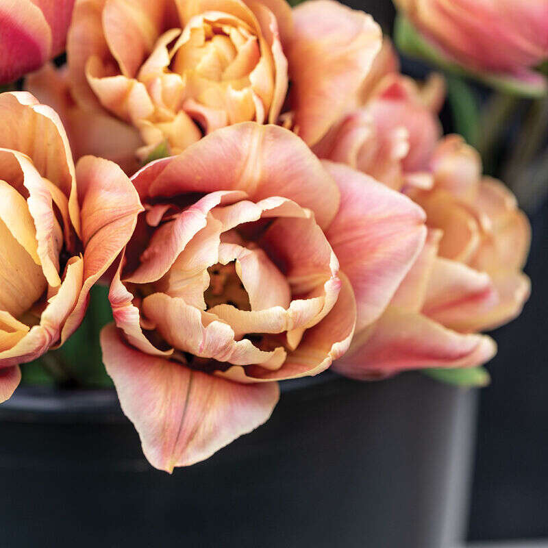 Neekseed garden- The Epoque Tulip Bulbs Johnny's Selected – Soft Lilac Blooms With Art Nouveau Ruffles For Parisian Salon Replicas And Belle poque-Themed Film Sets