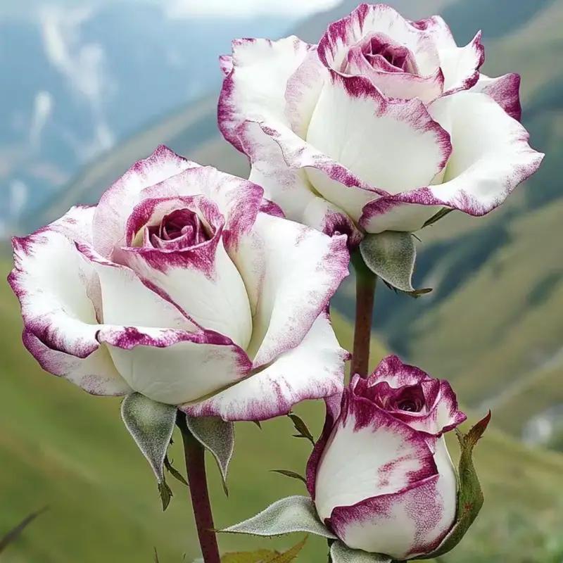 Premium Striped Rose Cuttings (Not Seeds!) Early Blooming & High Yield!