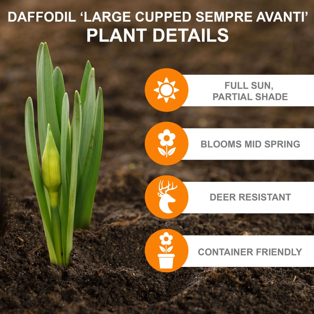 50 Narcissus Daffodil Bulbs (Not Seeds), 16\u002F18cm Large Size Bulbs