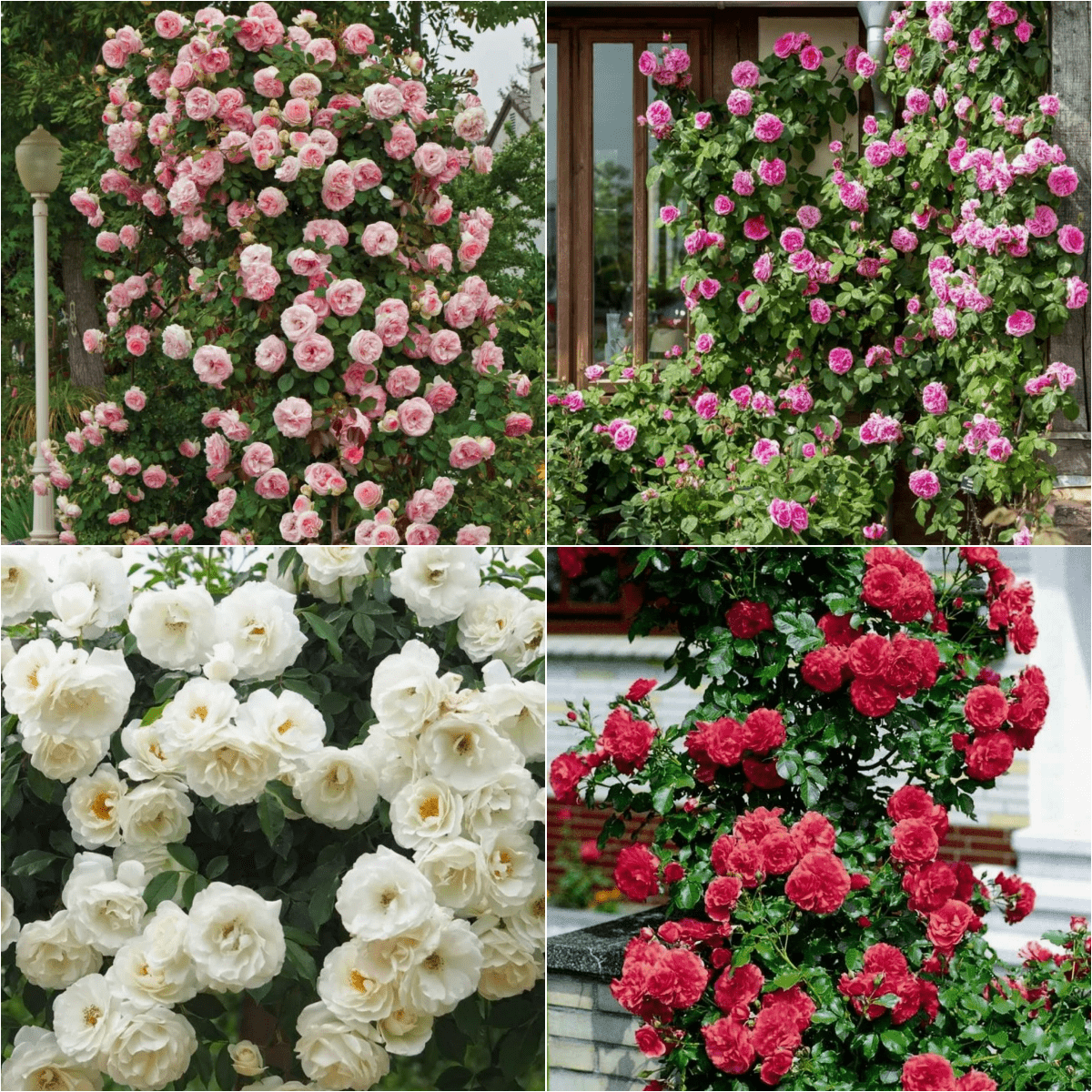 100seedsClimbing rose seeds for planting