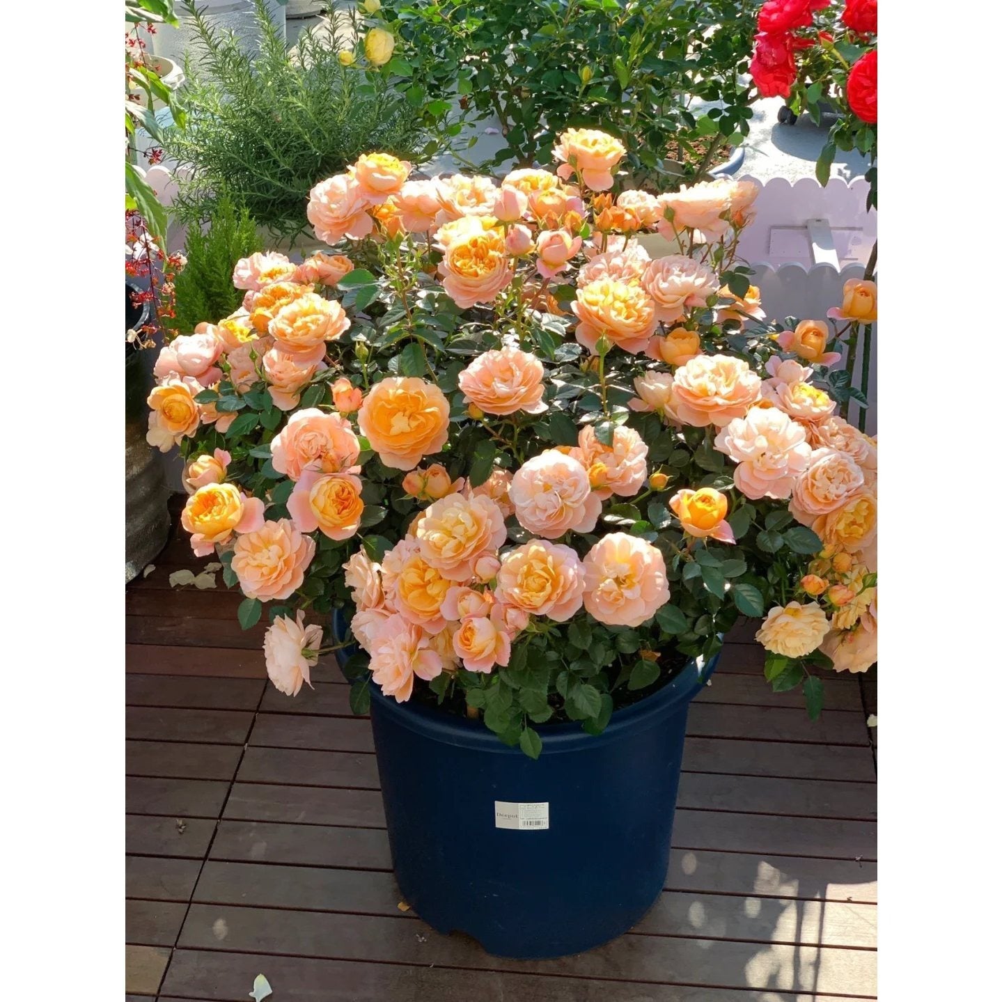 Premium Orange Juice Balcony Rose Established Seedling (Not Seed!)