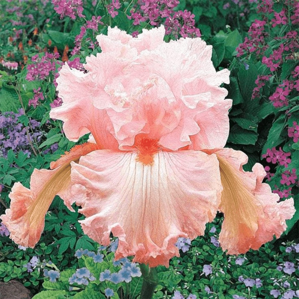 300seeds Perennial Iris Seeds for Planting-Rare Variety Herb Flower Seeds Blooms all year round