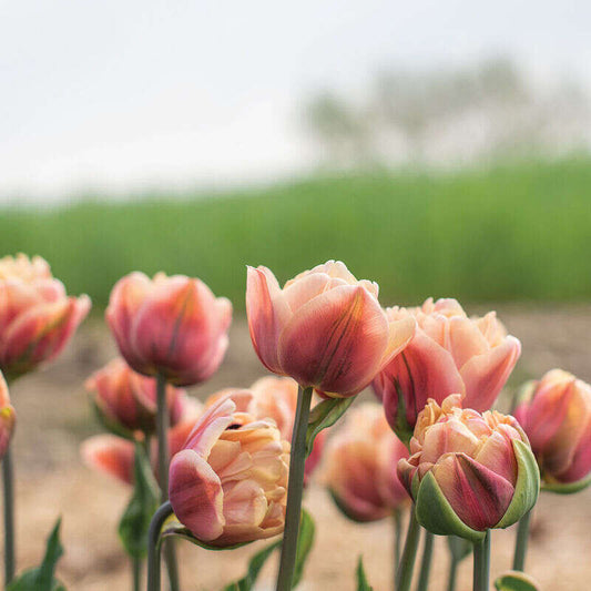 Neekseed garden- The Epoque Tulip Bulbs Johnny's Selected – Soft Lilac Blooms With Art Nouveau Ruffles For Parisian Salon Replicas And Belle poque-Themed Film Sets