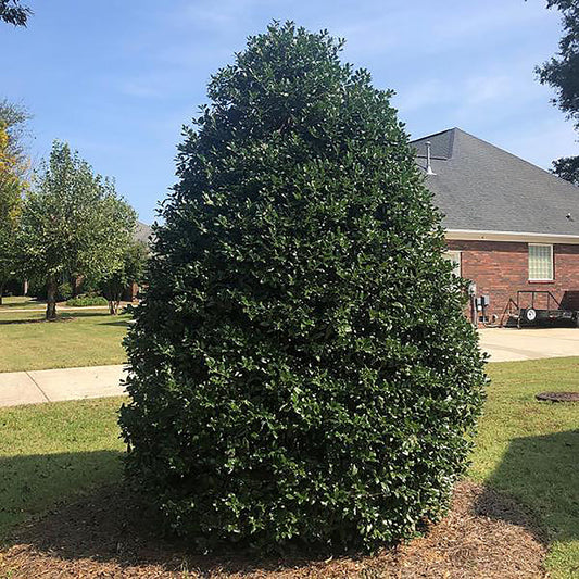 Nellie R. Stevens Holly Shrub