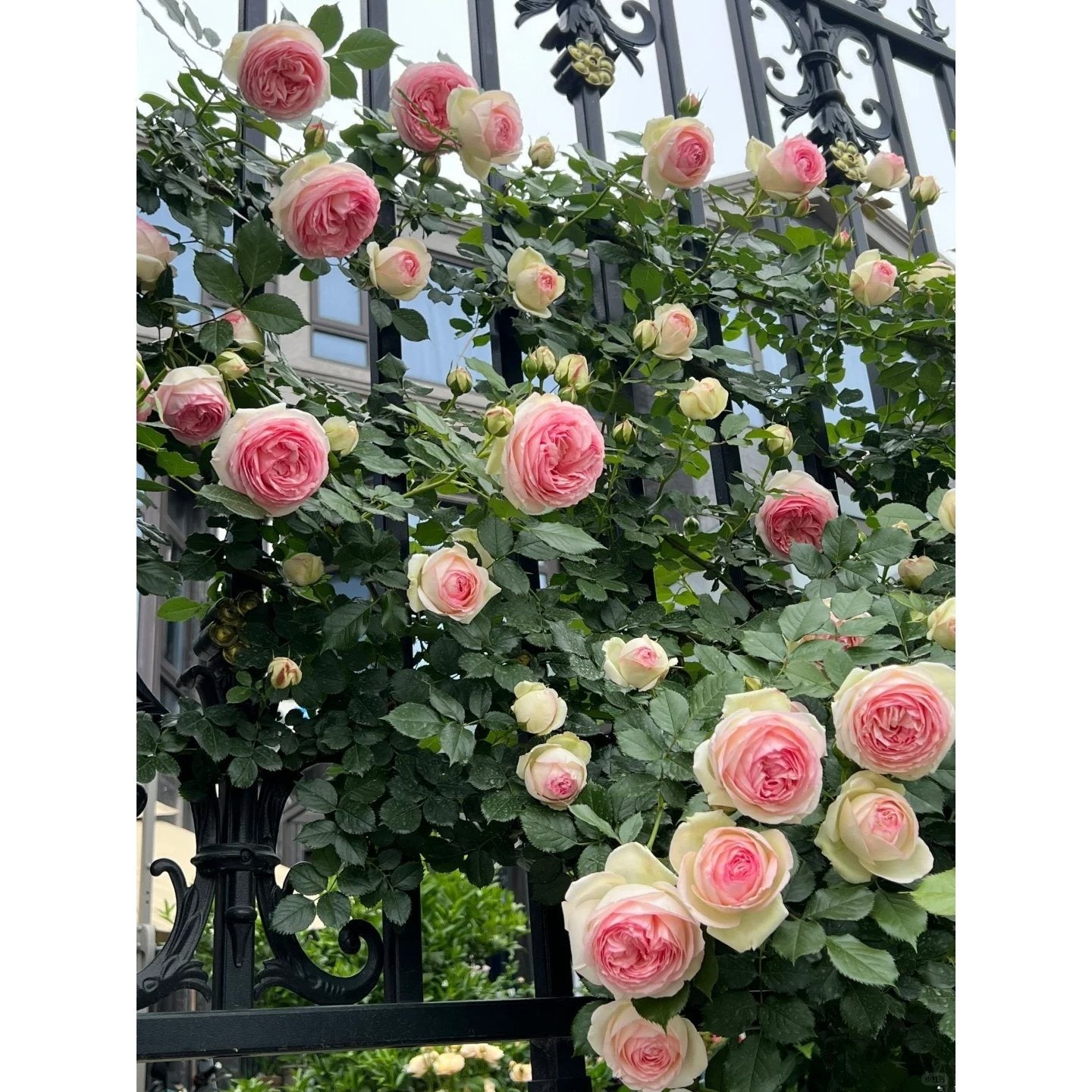 Premium Pink Dragon's Blood Rose Cuttings (Not Seeds!) Early-flowering & High-yielding!