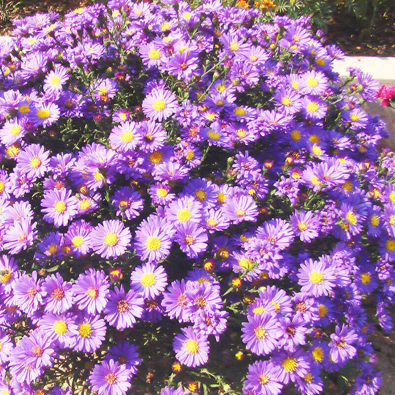 High Germination Plant Hydrangea Ground - Perennial Chrysanthemum Seeds Planting Flowers Non-GMO Family Treasures