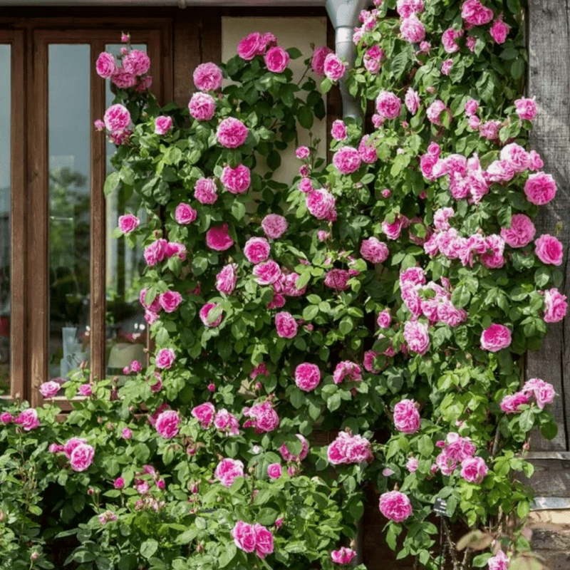 100seedsClimbing rose seeds for planting
