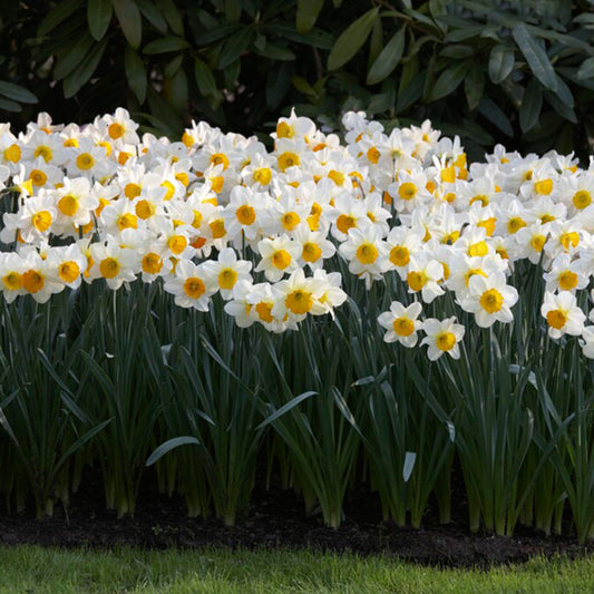 50 Narcissus Daffodil Bulbs (Not Seeds), 16\u002F18cm Large Size Bulbs