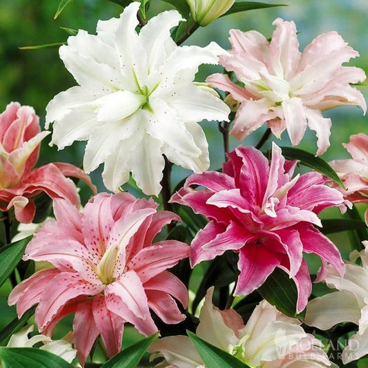 Mixed Double Oriental Lilies 100 Seeds - Pleasant Aroma Easy To Plant In All Seasons Add Color To Home Garden