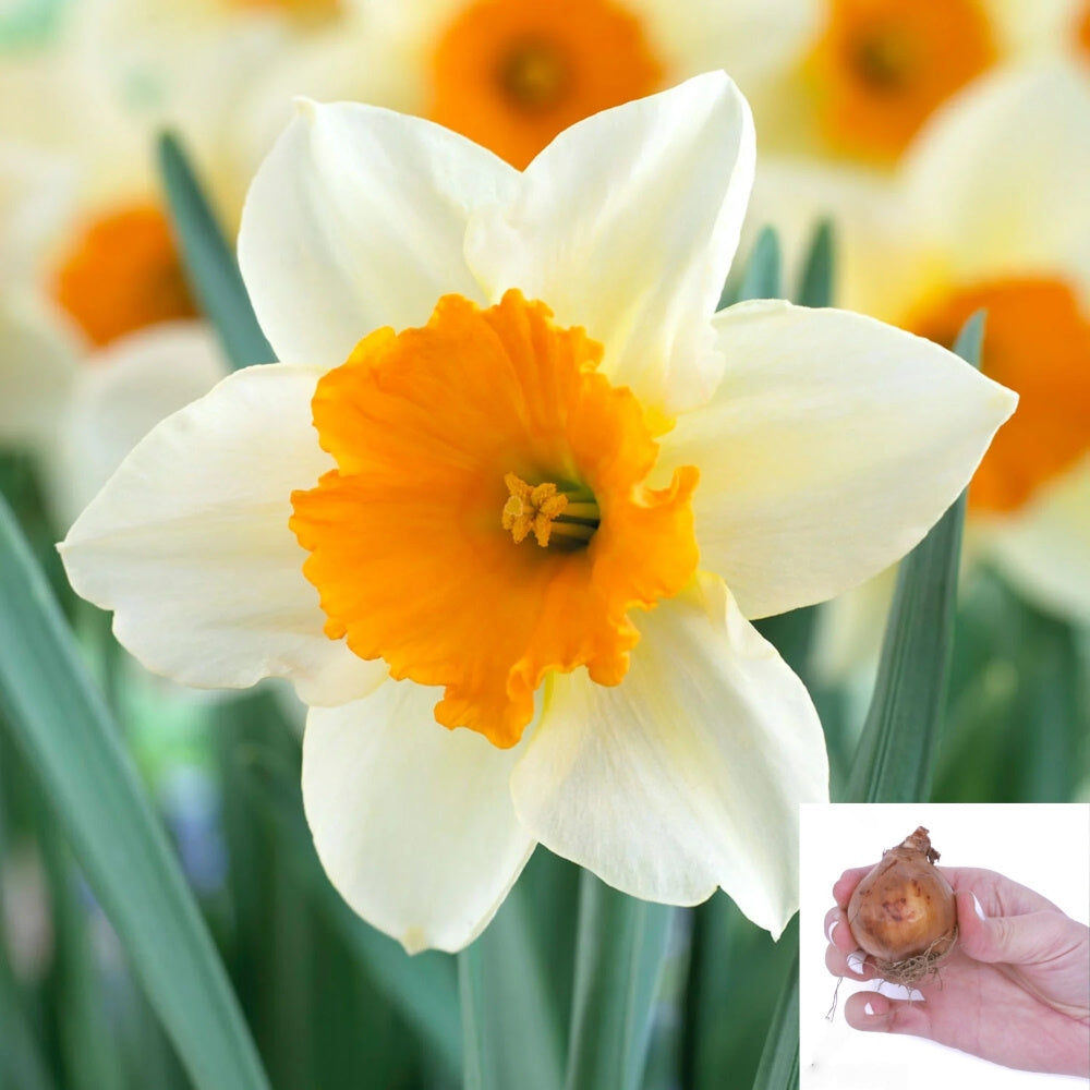 50 Narcissus Daffodil Bulbs (Not Seeds), 16\u002F18cm Large Size Bulbs