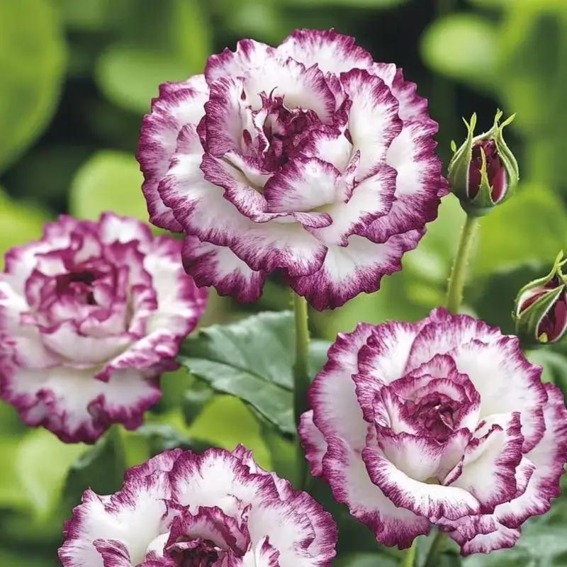 Premium Striped Rose Cuttings (Not Seeds!) Early Blooming & High Yield!