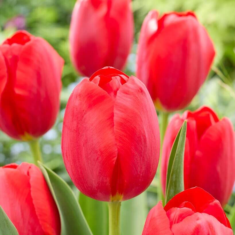 Red Lily Seeds, Suitable for Indoor or Outdoor Planting (100 Seeds)