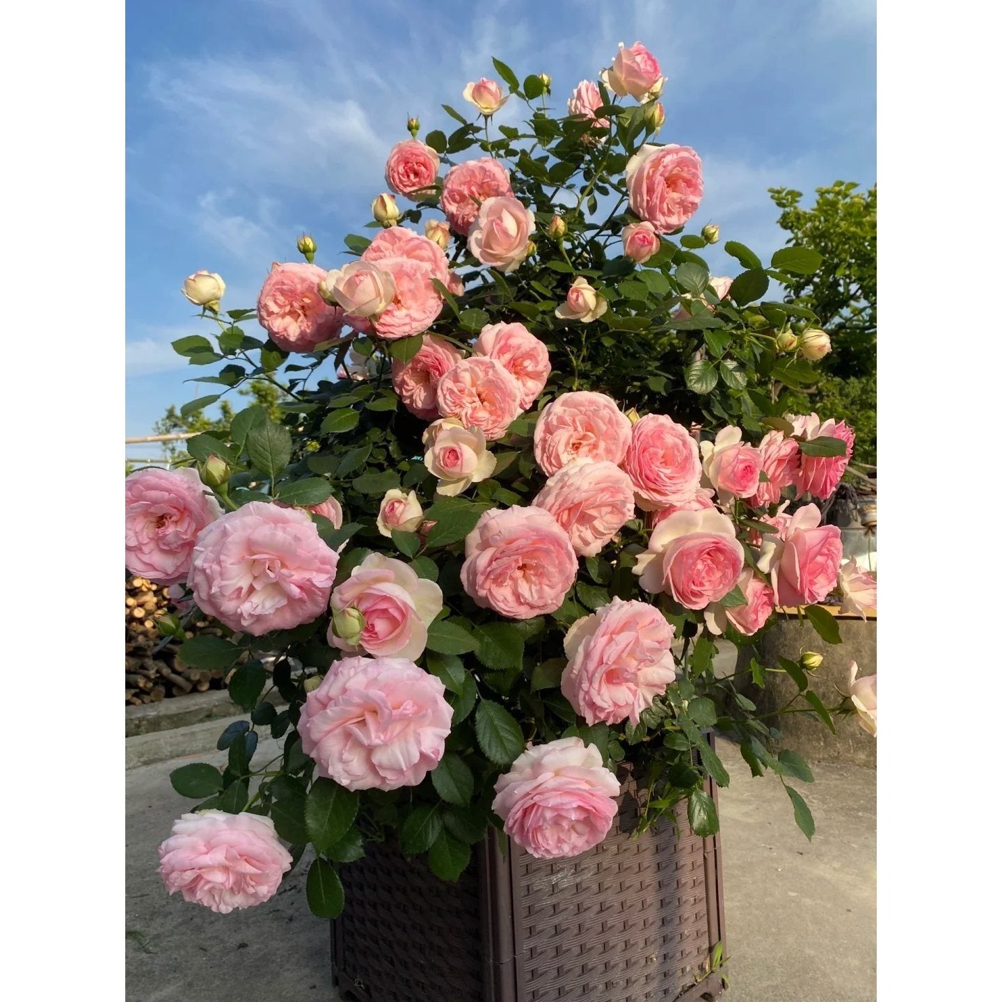 Premium Pink Dragon's Blood Rose Cuttings (Not Seeds!) Early-flowering & High-yielding!