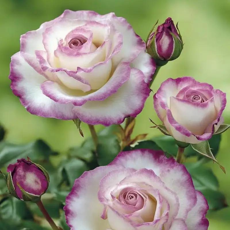 Premium Striped Rose Cuttings (Not Seeds!) Early Blooming & High Yield!