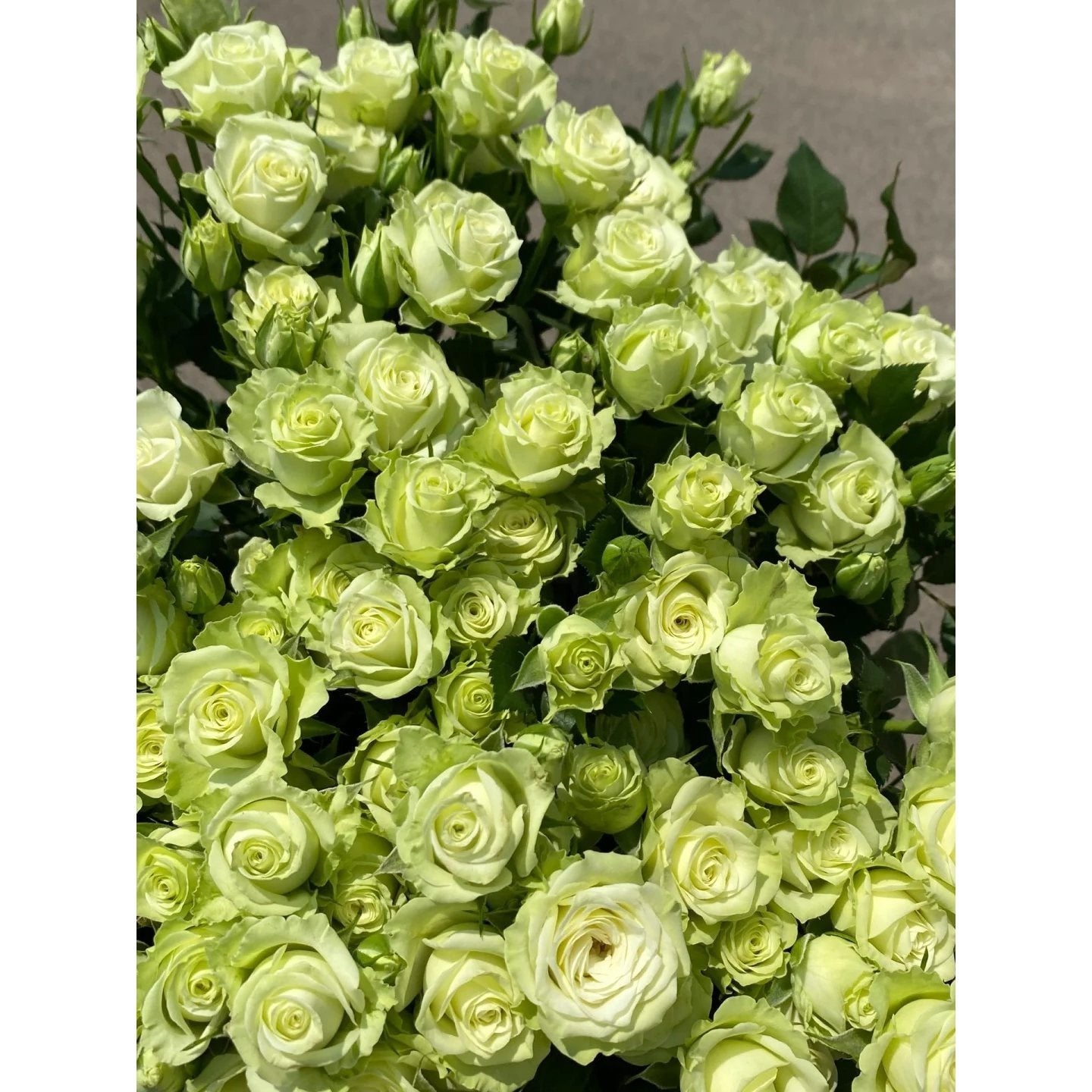1 Old-Stock Seedling of Scottish Green Rose, Ideal for Garden Landscaping