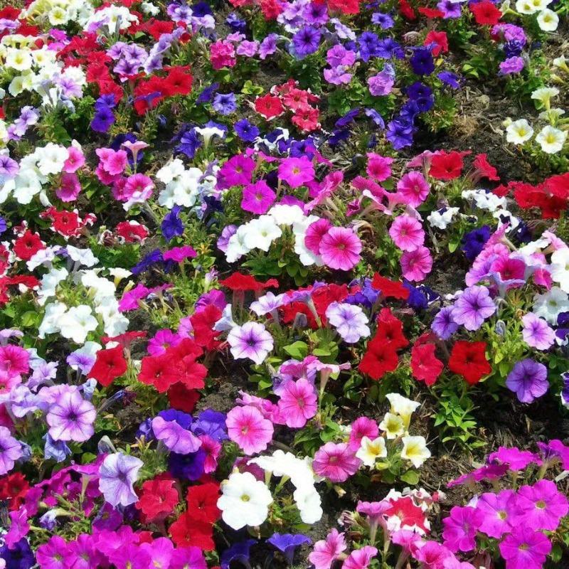 200pcs SevenColor Petunia Seeds Indoor Balcony Potted Perennial Hanging Baskets Easy Planting Blooms all year round