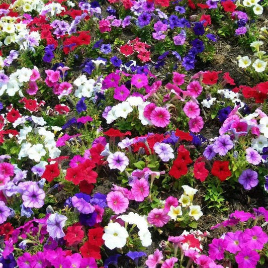 200pcs SevenColor Petunia Seeds Indoor Balcony Potted Perennial Hanging Baskets Easy Planting Blooms all year round