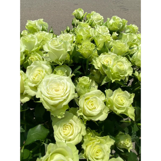 1 Old-Stock Seedling of Scottish Green Rose, Ideal for Garden Landscaping