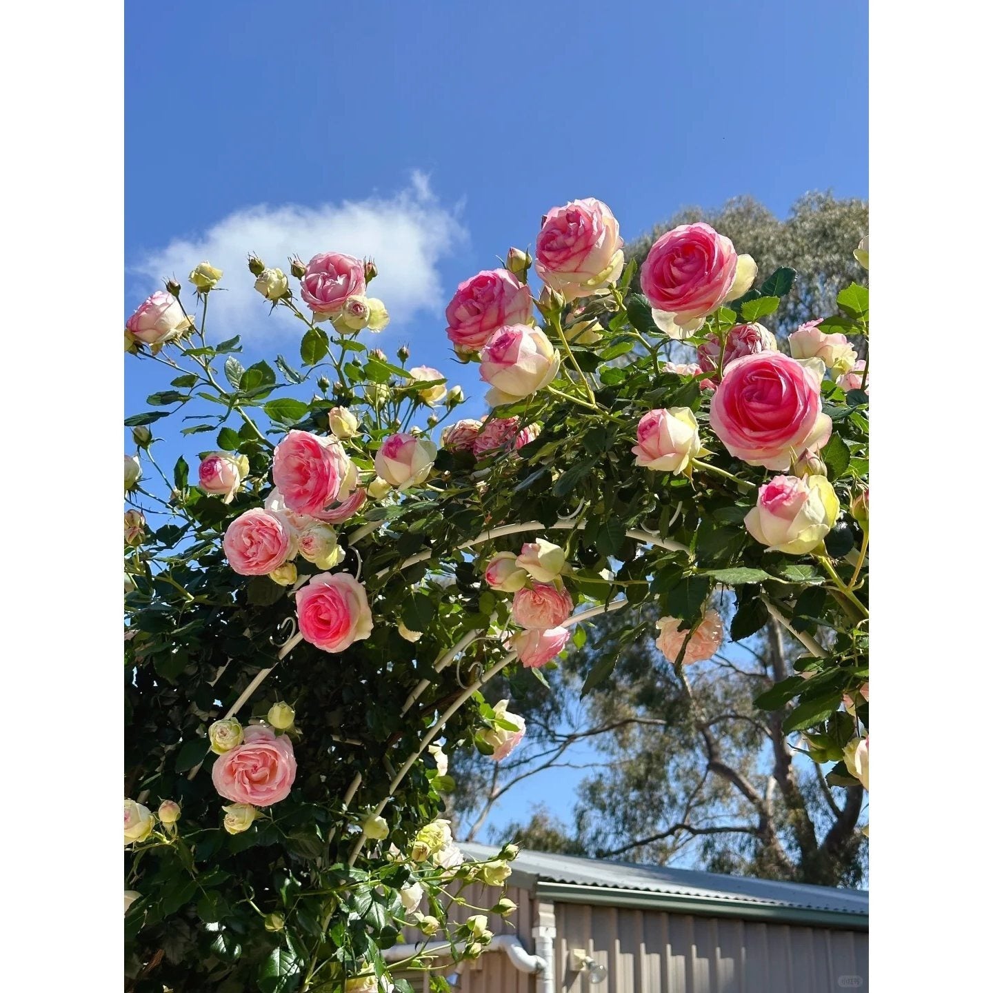Premium Pink Dragon's Blood Rose Cuttings (Not Seeds!) Early-flowering & High-yielding!