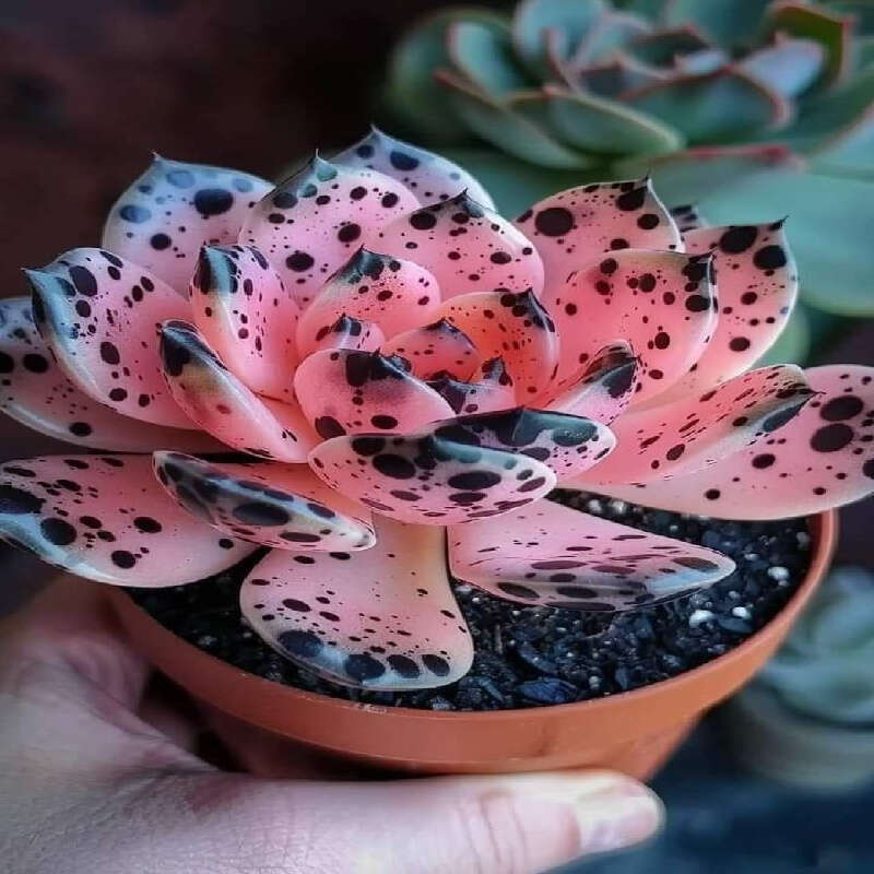 High Germination Rate Count Everblooming Succulent Home Garden Special For Continuous Flowering Cold
