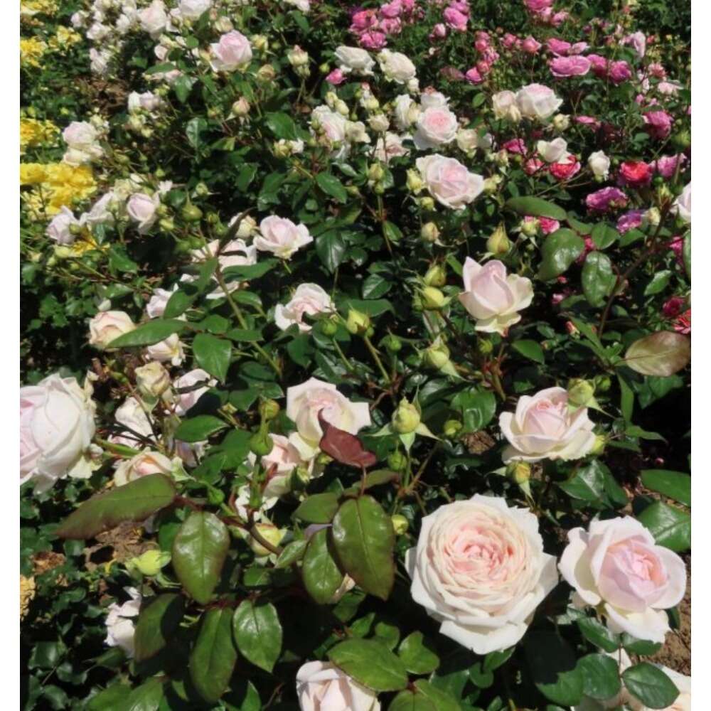 Neekseed garden- Sowing 100 Pink Rose - Easy to Plant Maintain