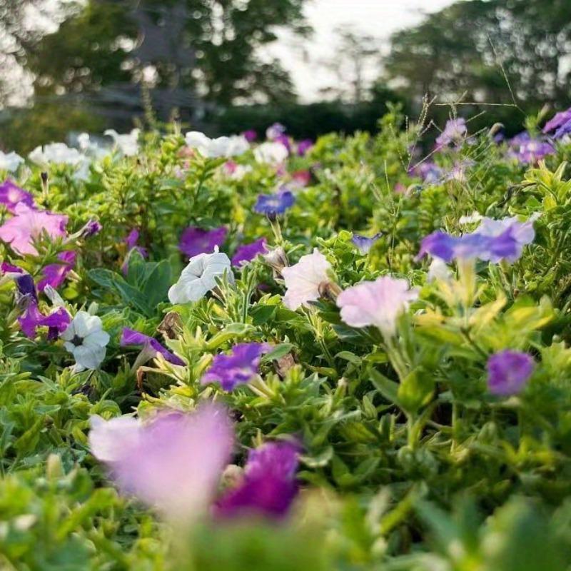 200pcs SevenColor Petunia Seeds Indoor Balcony Potted Perennial Hanging Baskets Easy Planting Blooms all year round