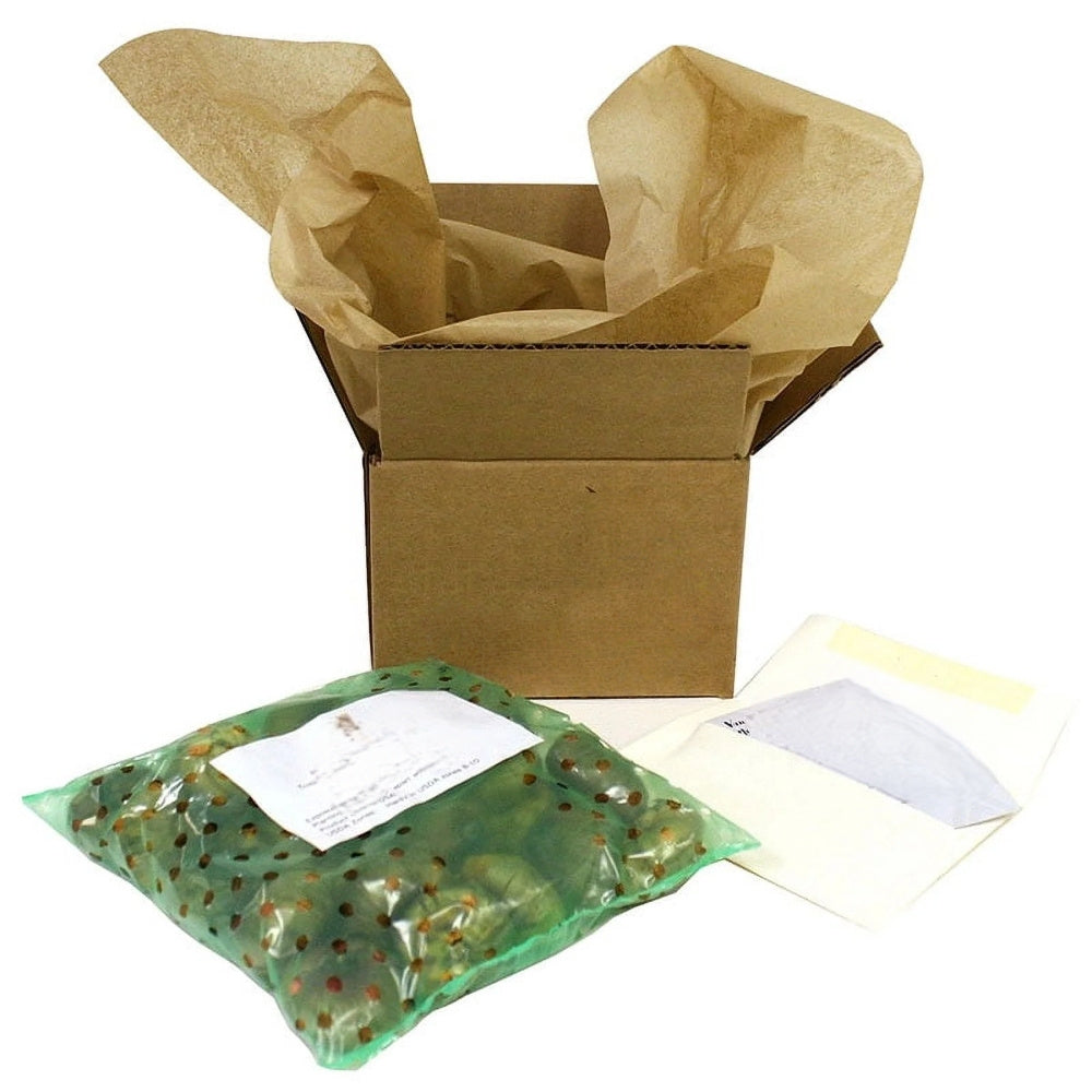 15 Narcissus Bulbs (2 lb), Perennial Plant Bulbs, Deer Resistant Flower Bulbs