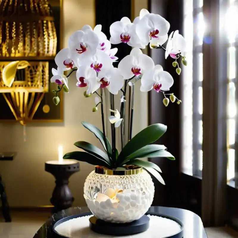 100 White Orchid Seeds Long-Flowering Seeds for Planting Elegant Indoor and Outdoor Flowers