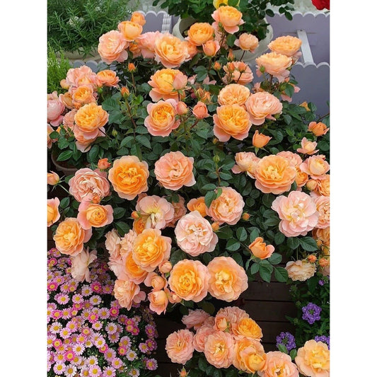 Premium Orange Juice Balcony Rose Established Seedling (Not Seed!)