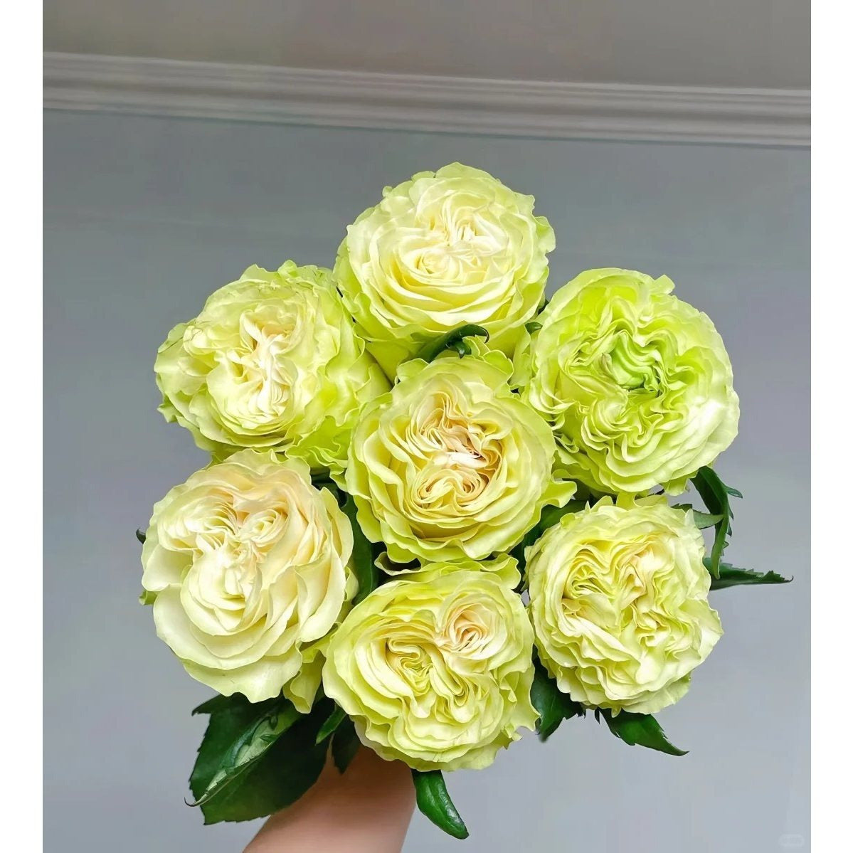 1 Old-Stock Seedling of Scottish Green Rose, Ideal for Garden Landscaping