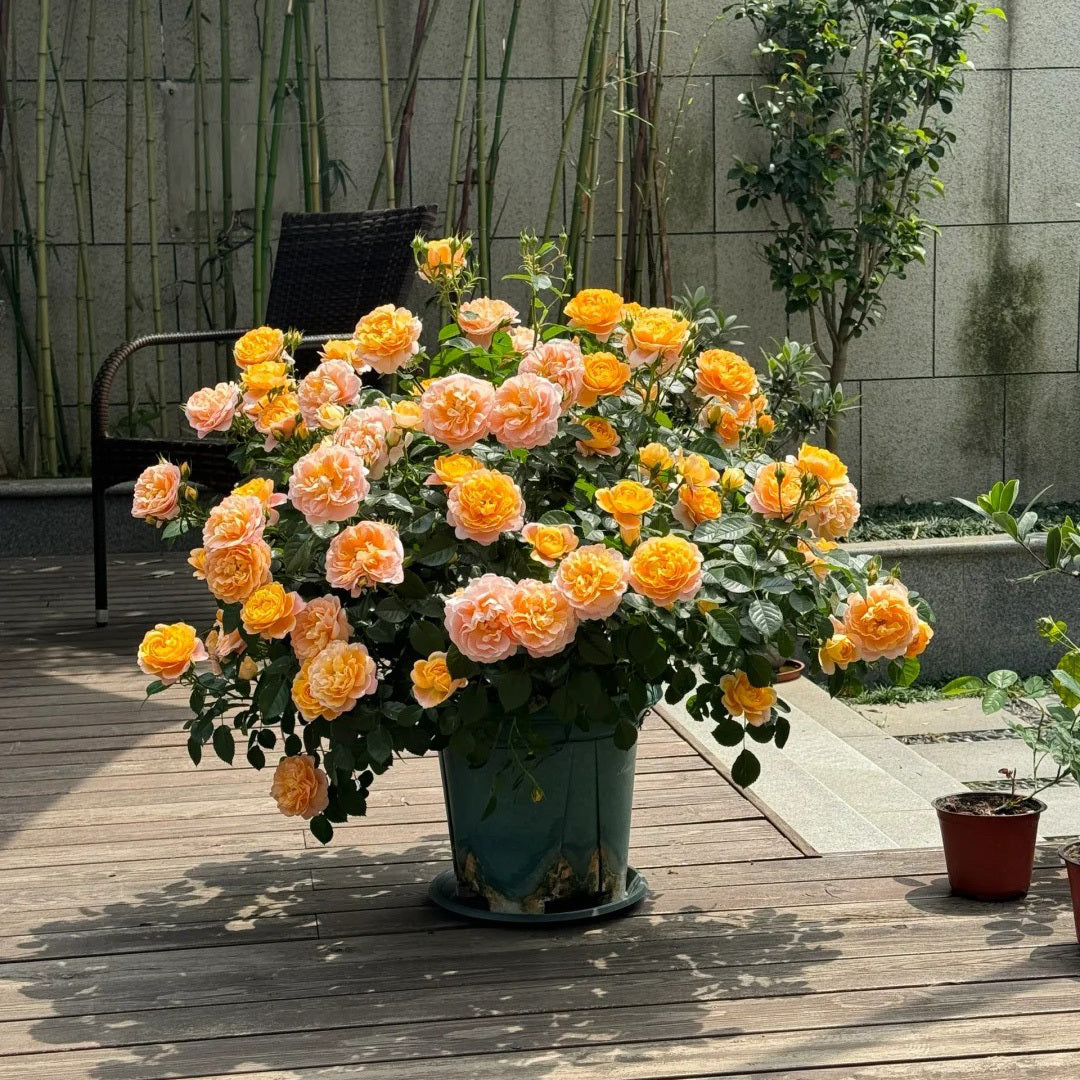 Premium Orange Juice Balcony Rose Established Seedling (Not Seed!)