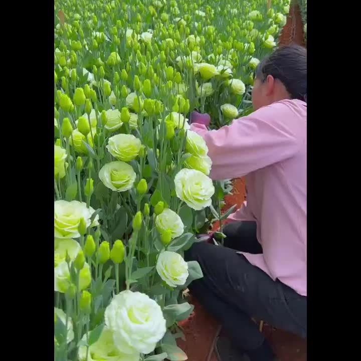 1 Old-Stock Seedling of Scottish Green Rose, Ideal for Garden Landscaping