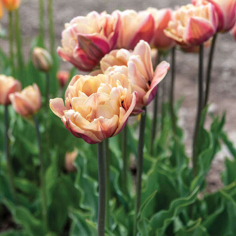 Neekseed garden- The Epoque Tulip Bulbs Johnny's Selected – Soft Lilac Blooms With Art Nouveau Ruffles For Parisian Salon Replicas And Belle poque-Themed Film Sets