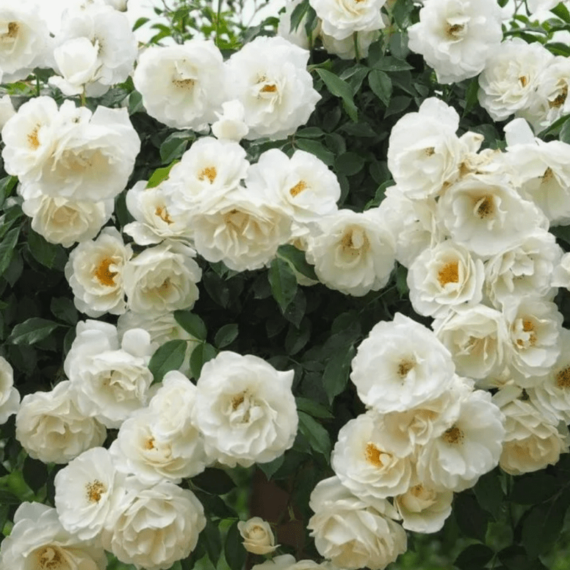 100seedsClimbing rose seeds for planting