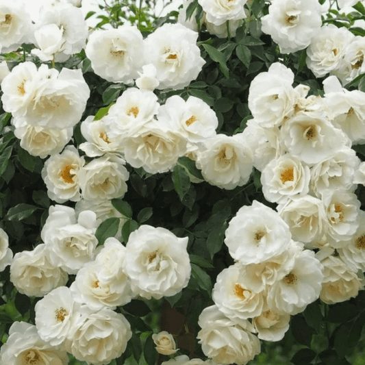 100seedsClimbing rose seeds for planting