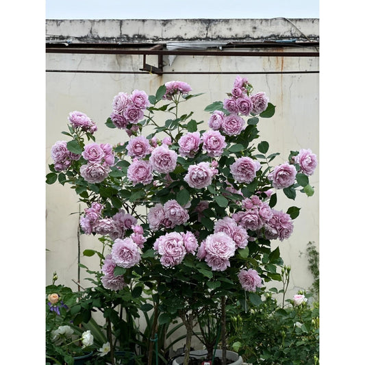 5 PCS 5-year mature rose plant: A living plant not seeds