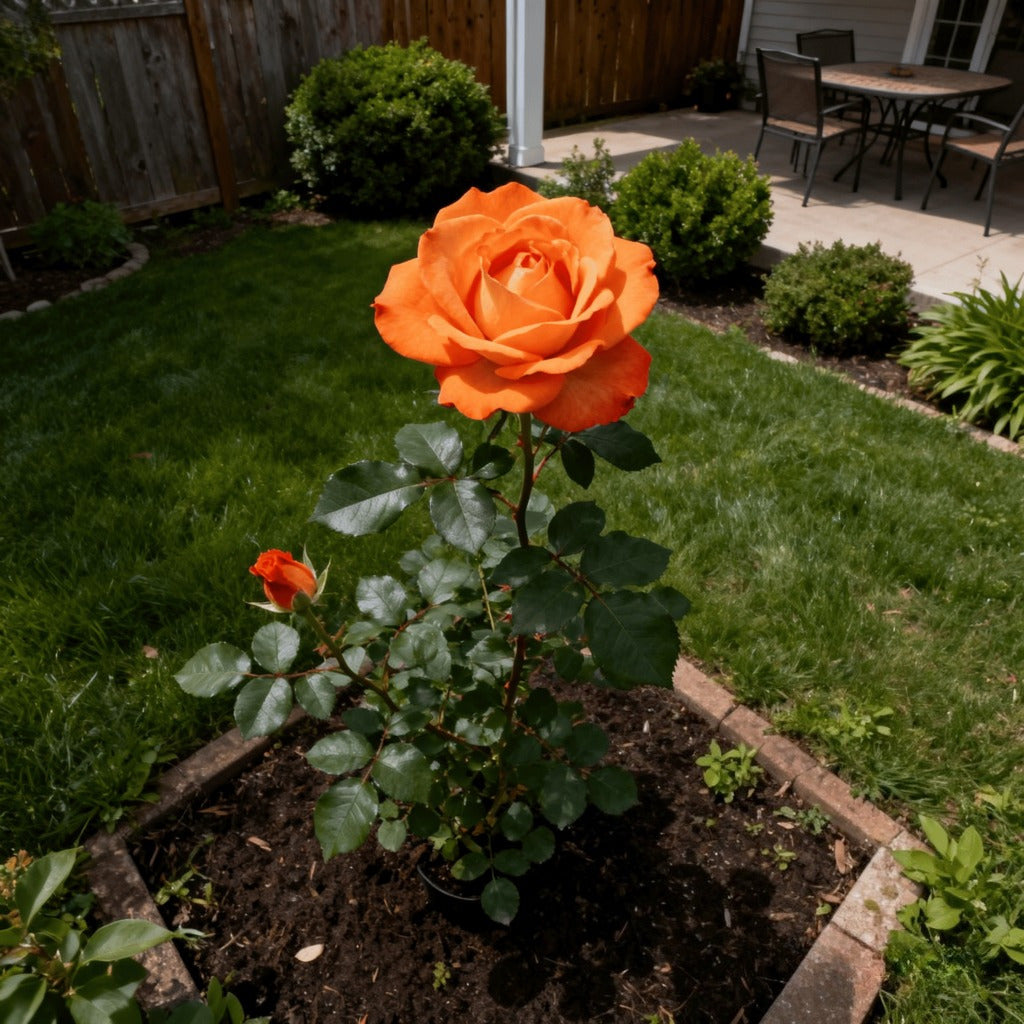 Warm, large orange rose seedlings in the family garden recommended by local flower farmers