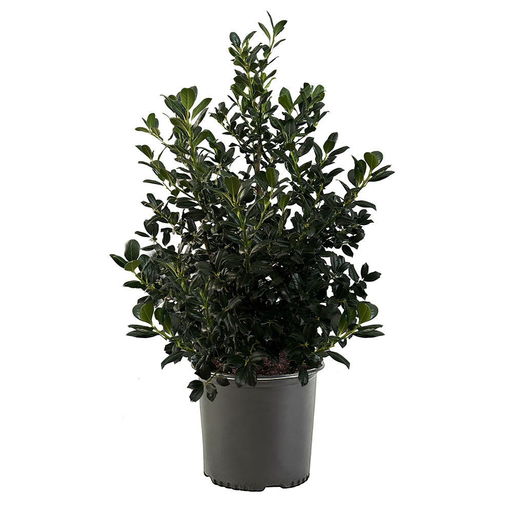 Nellie R. Stevens Holly Shrub