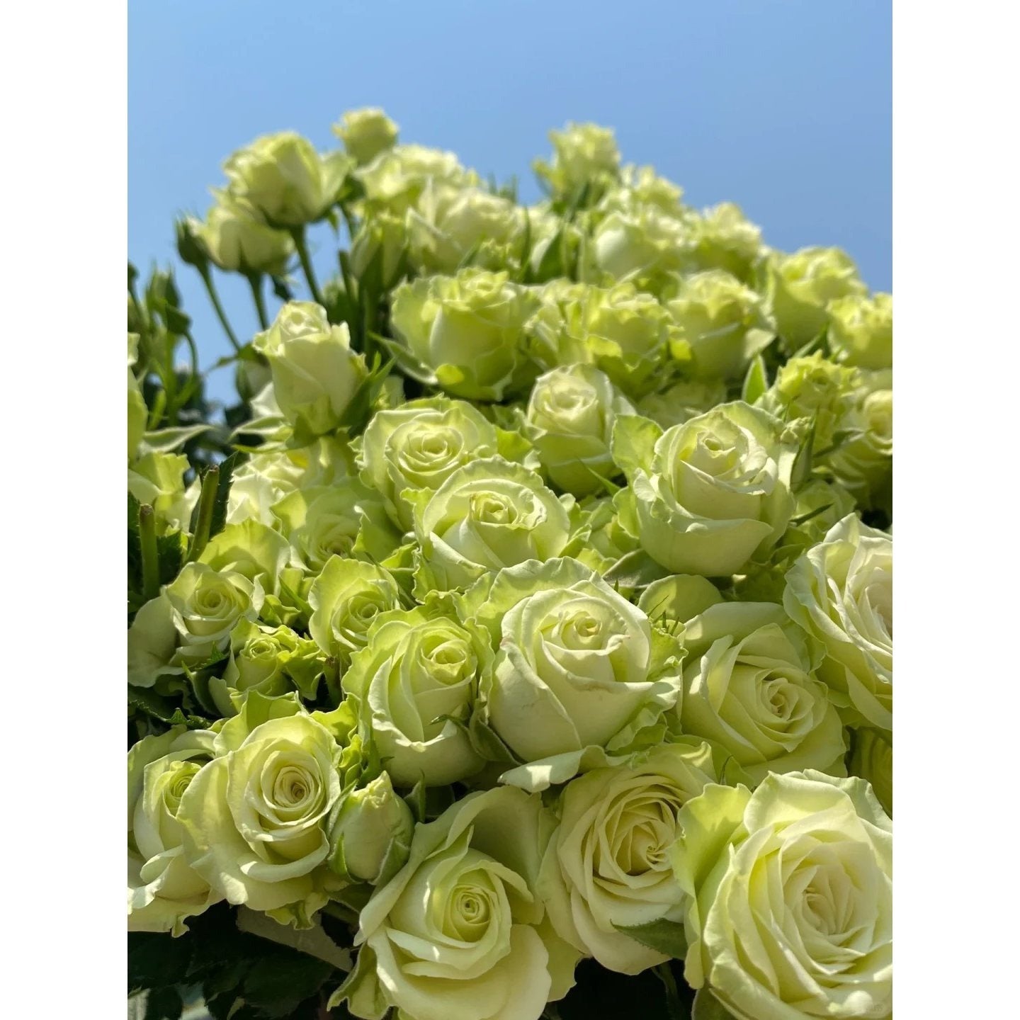 1 Old-Stock Seedling of Scottish Green Rose, Ideal for Garden Landscaping